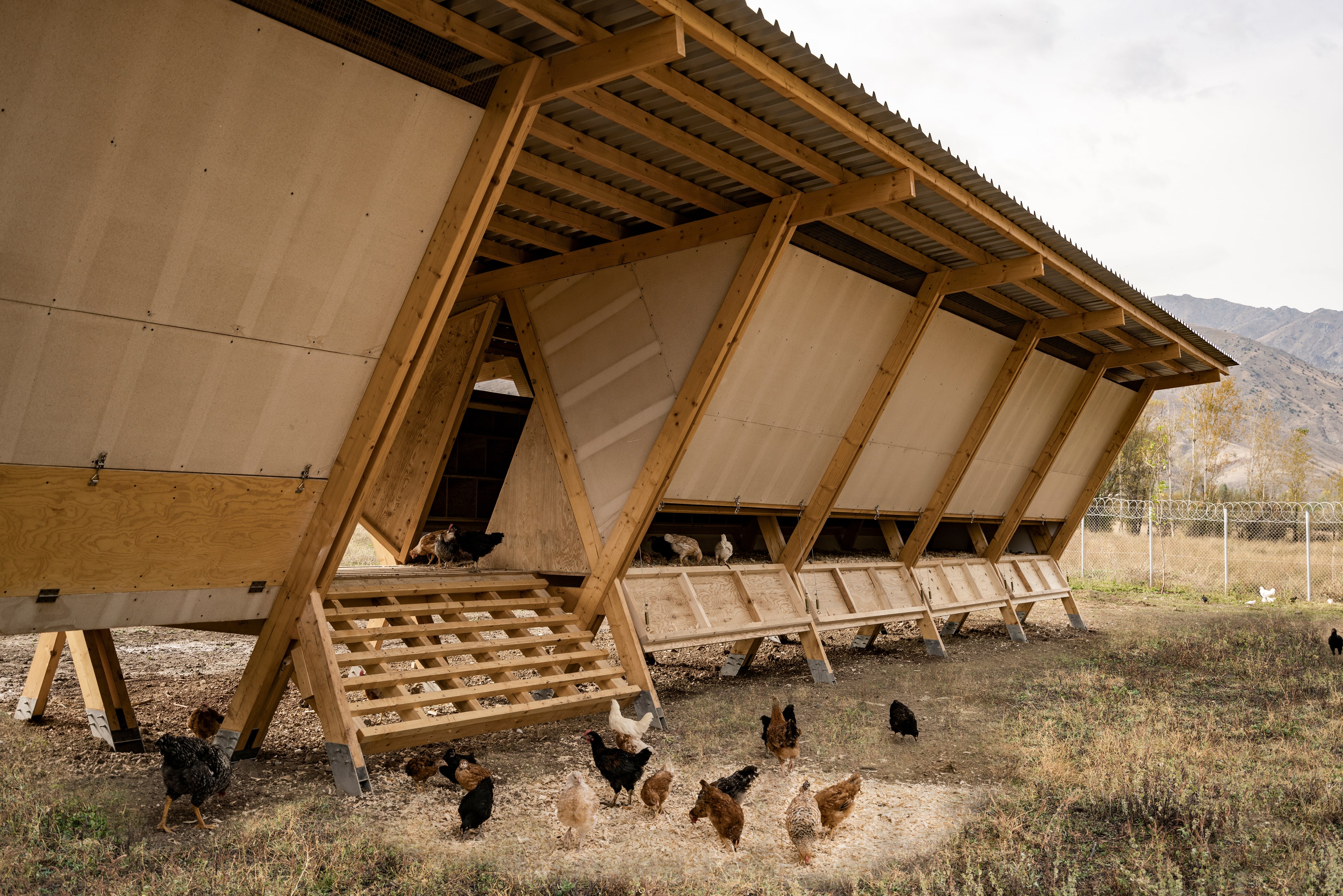 House of Chickens