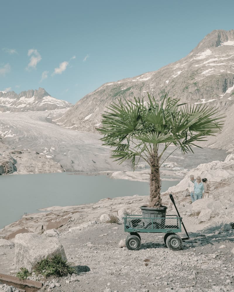 08 migrating palm