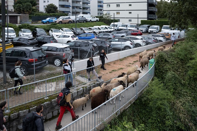 9 TRANSHUMANCE IMG Walk javier agustin rojas